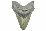 Fossil Megalodon Tooth - North Carolina #363745-1